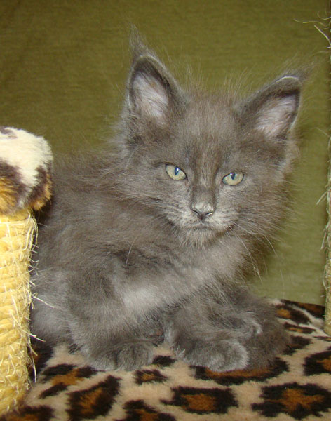 ���� ��� ������� ��������� Catsvill County!  ���� ����! ������ ������ ���� ���! ���� ��� ������ ������ � ����� ����!!! �������� ���� ����� Catsvill County +7-926-544-74-09  ���� ��� �������� ������. ���� ��� ������, ���� ��� �������, ���� ��� ������,  ���� ��� ����, ���� ��� ��������, ���� ����,  ������ ������ ���� ���,  ������ ����-����, ����� ������� ������ �����, ����� ����� ������!